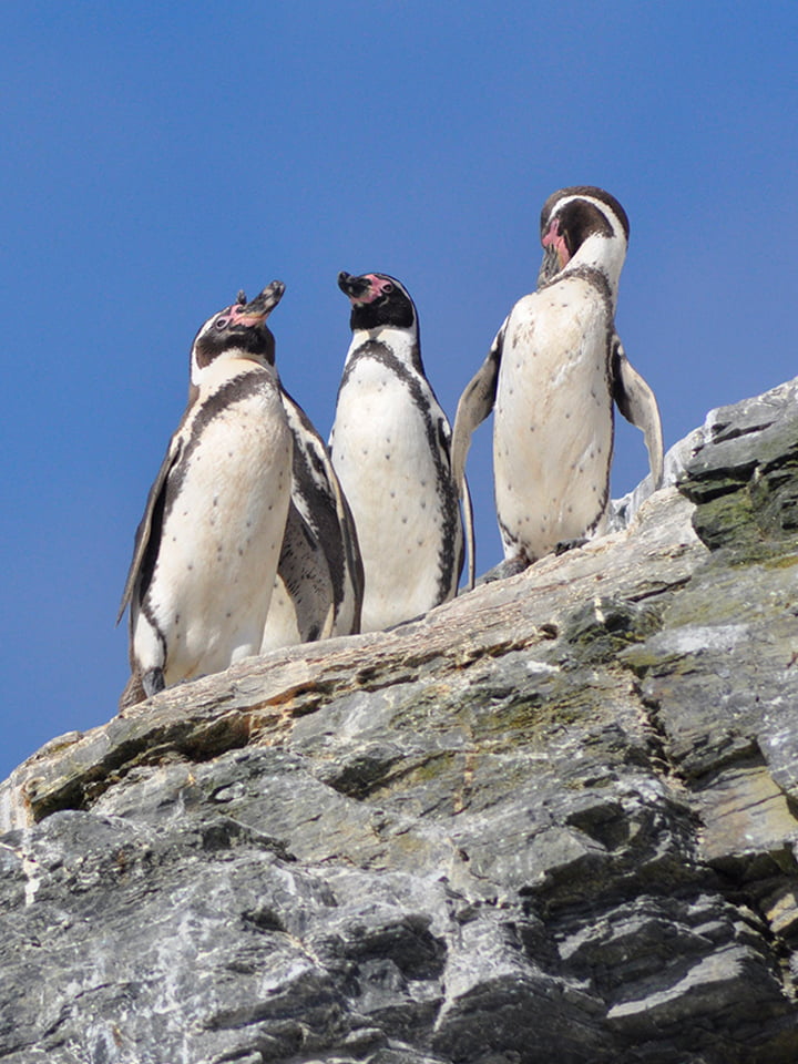 Pinguino humboldt