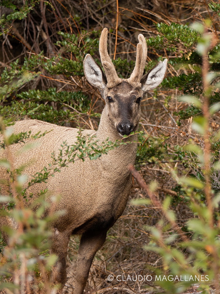 Huemul