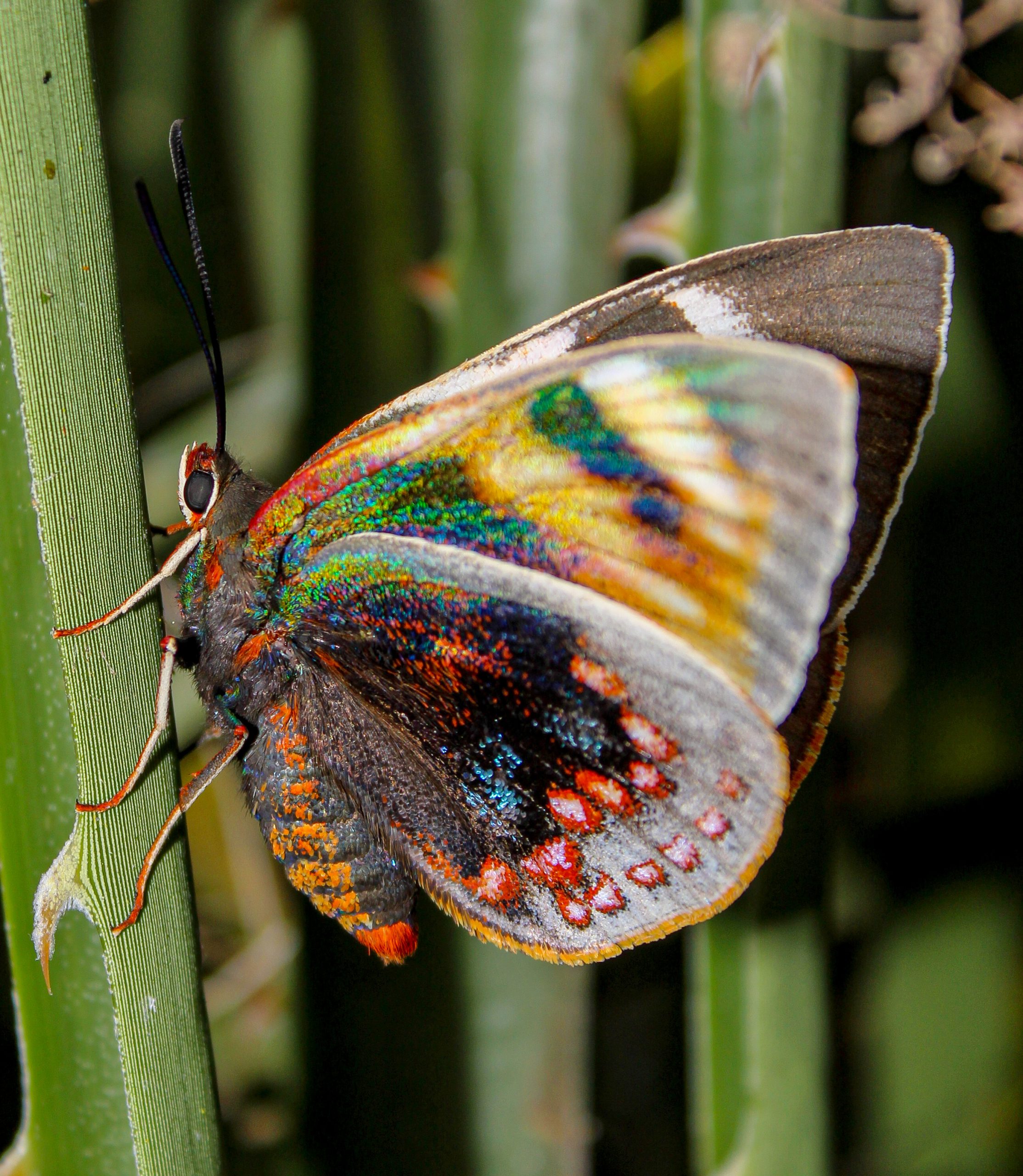 Mariposa del Chagual