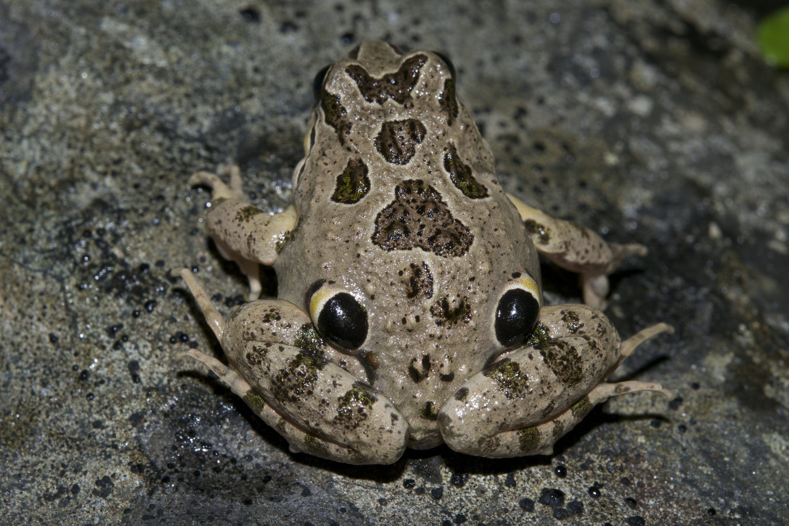 Sapito de Cuatro Ojos