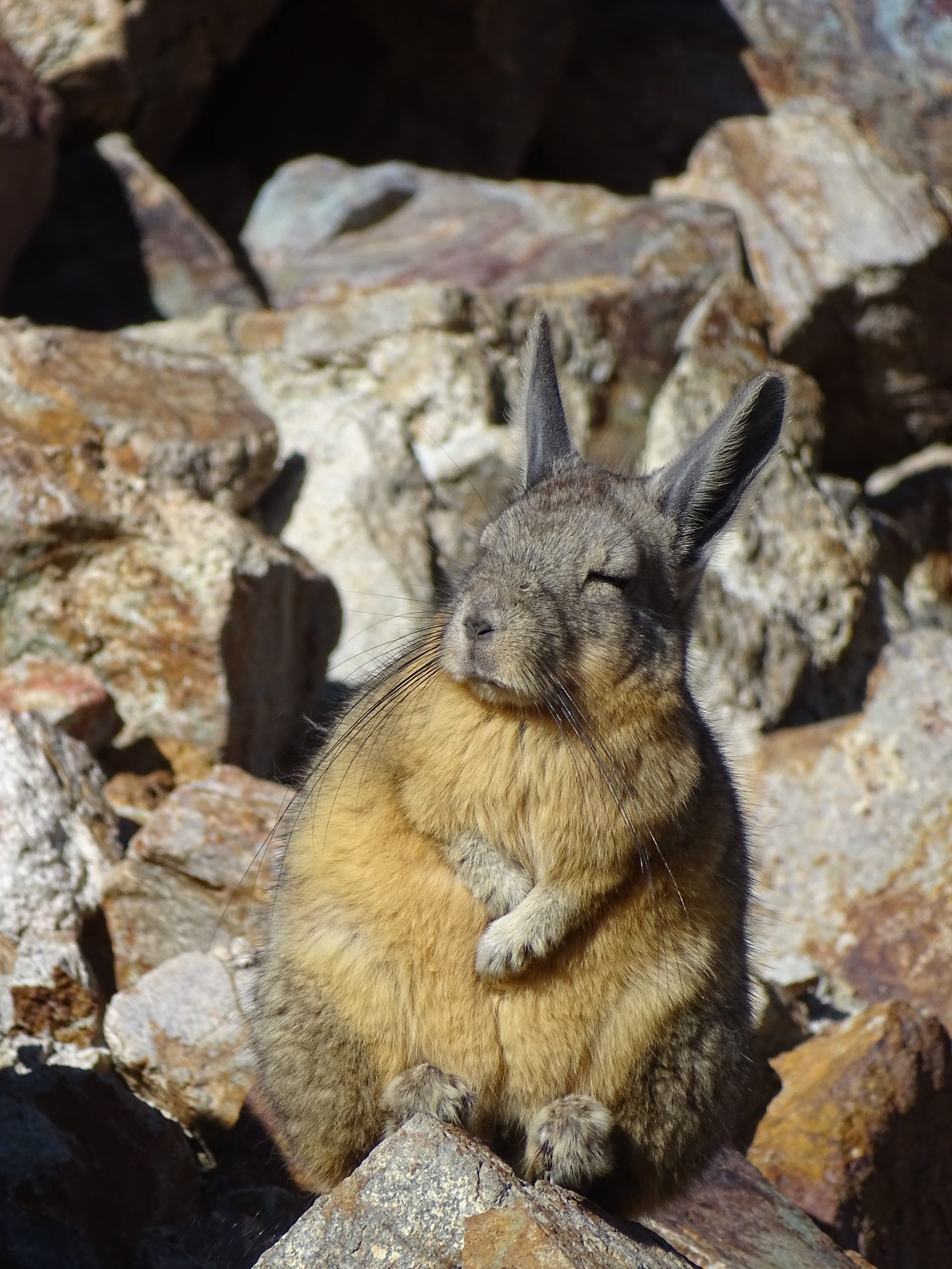 Vizcacha