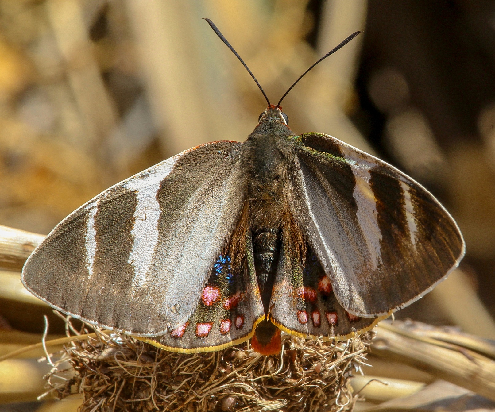 Mariposa del Chagual