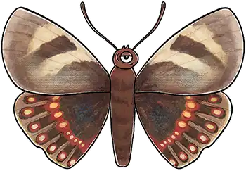 Mariposa del Chagual