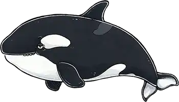 Orca
