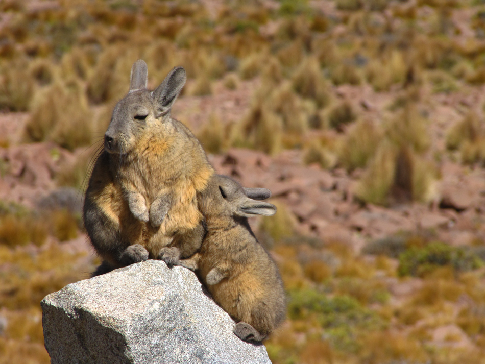 Vizcacha