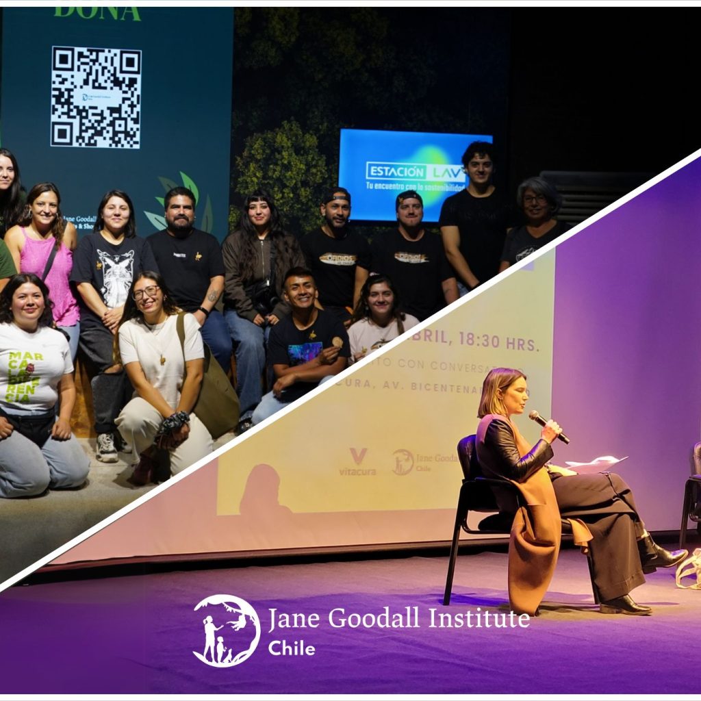 Santiago: Ciclo de eventos pone en valor el legado de Jane Goodall en la conservación ambiental