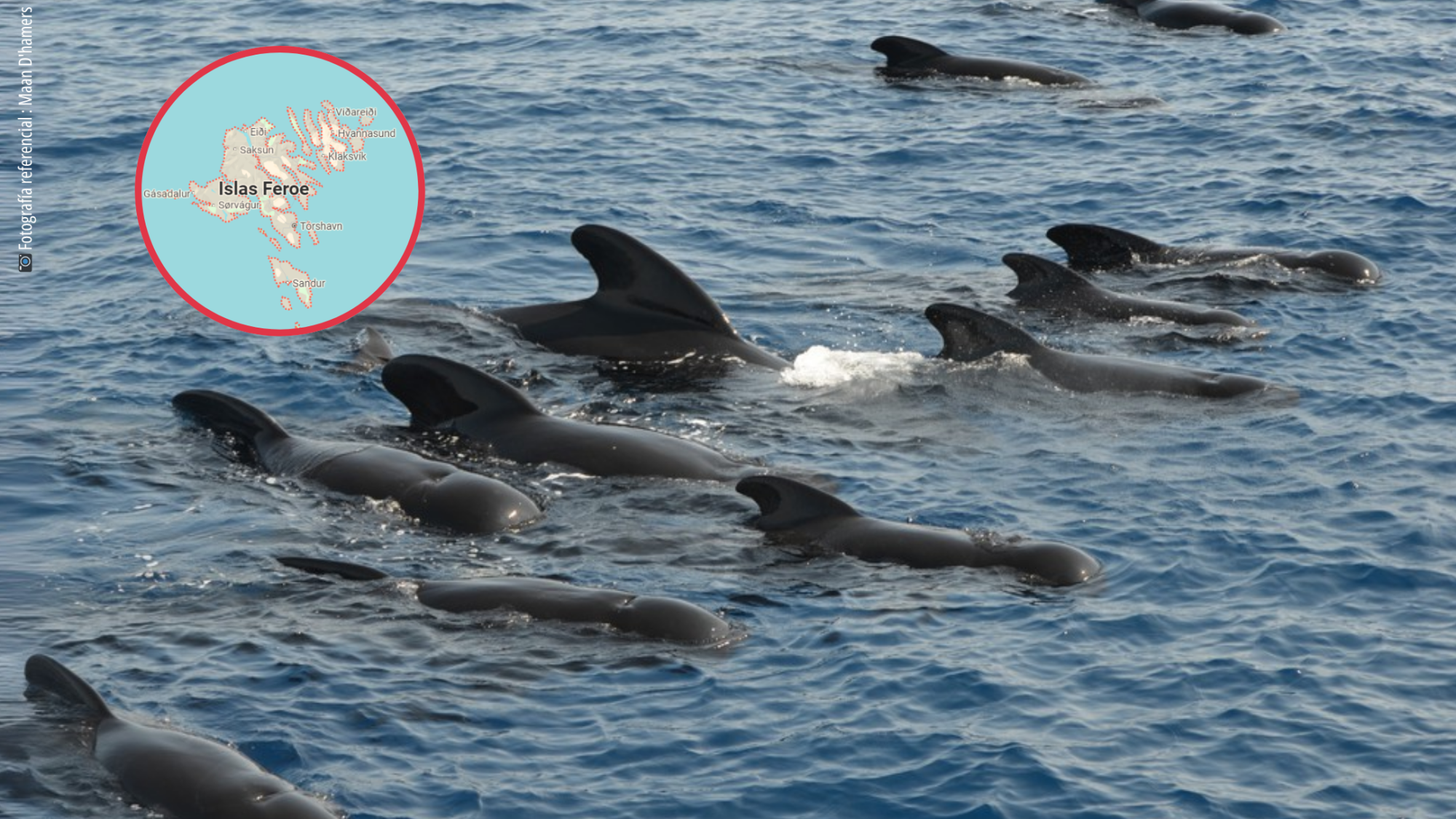 Jane Goodall y grupo de expertos condenan matanza de ballenas y delfines en Islas Feroe: “El sufrimiento que muestran es desgarrador”