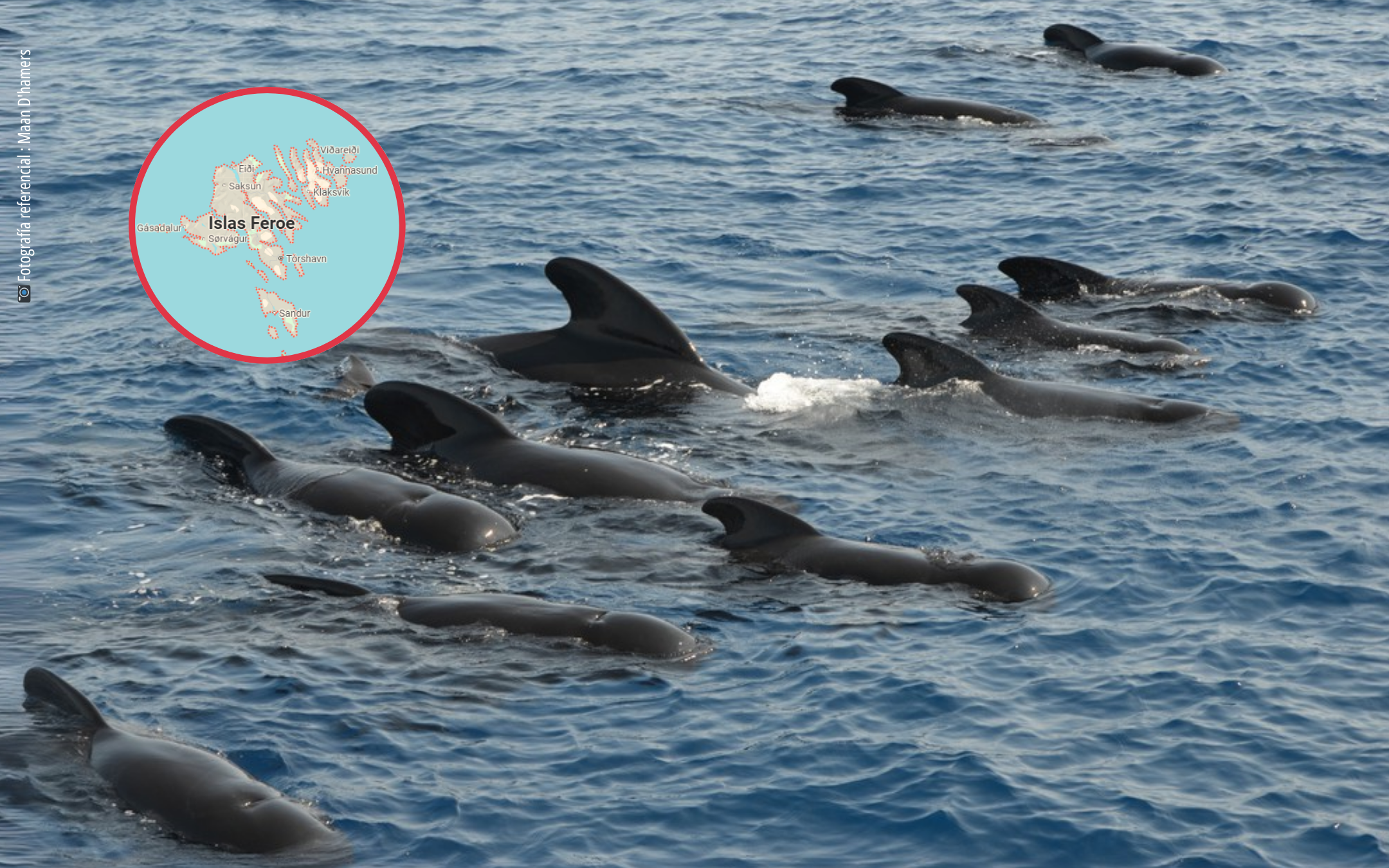 Jane Goodall y grupo de expertos condenan matanza de ballenas y delfines en Islas Feroe: “El sufrimiento que muestran es desgarrador”